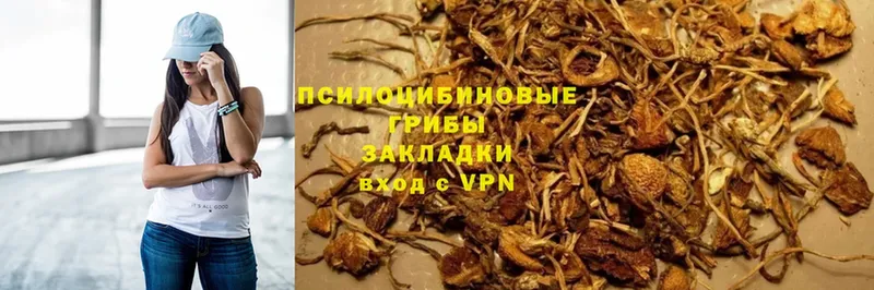 сколько стоит  Далматово  Псилоцибиновые грибы Psilocybine cubensis 